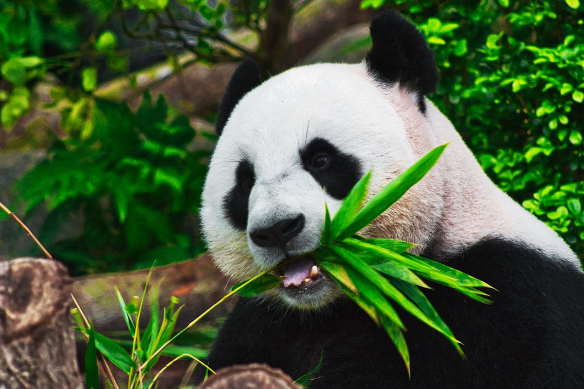 A giant panda eating bamboo